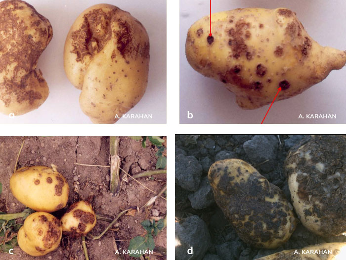 patates adi uyuz hastalığının yumruda oluşturduğu belirtiler.