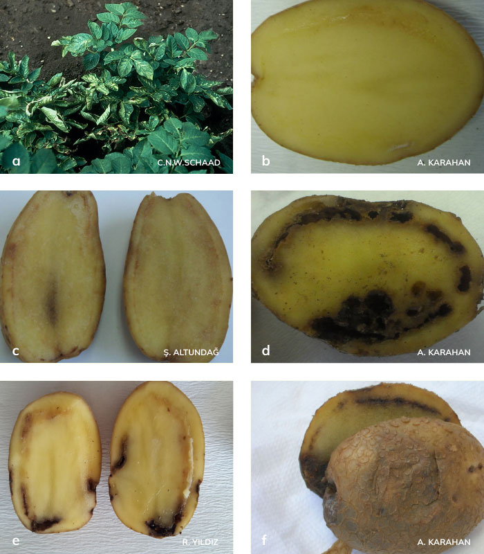 Patates halka çürüklüğü hastalığının bitki ve yumrudaki belirtileri
