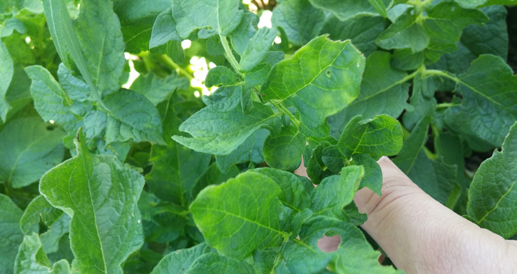Patates A virüsünün yapraklarda oluşturduğu mozaik ve beneklenmeler