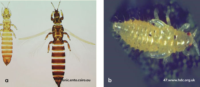 Mısırda thripsin (Limothrips cerealium) ergin ve larvası