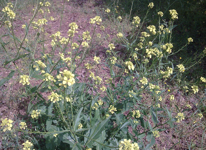 yabani hardal