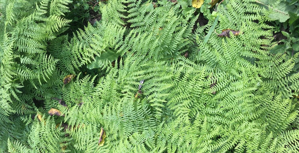 Eğrelti otu (Pteridium aquilinum (L.) Kuhn