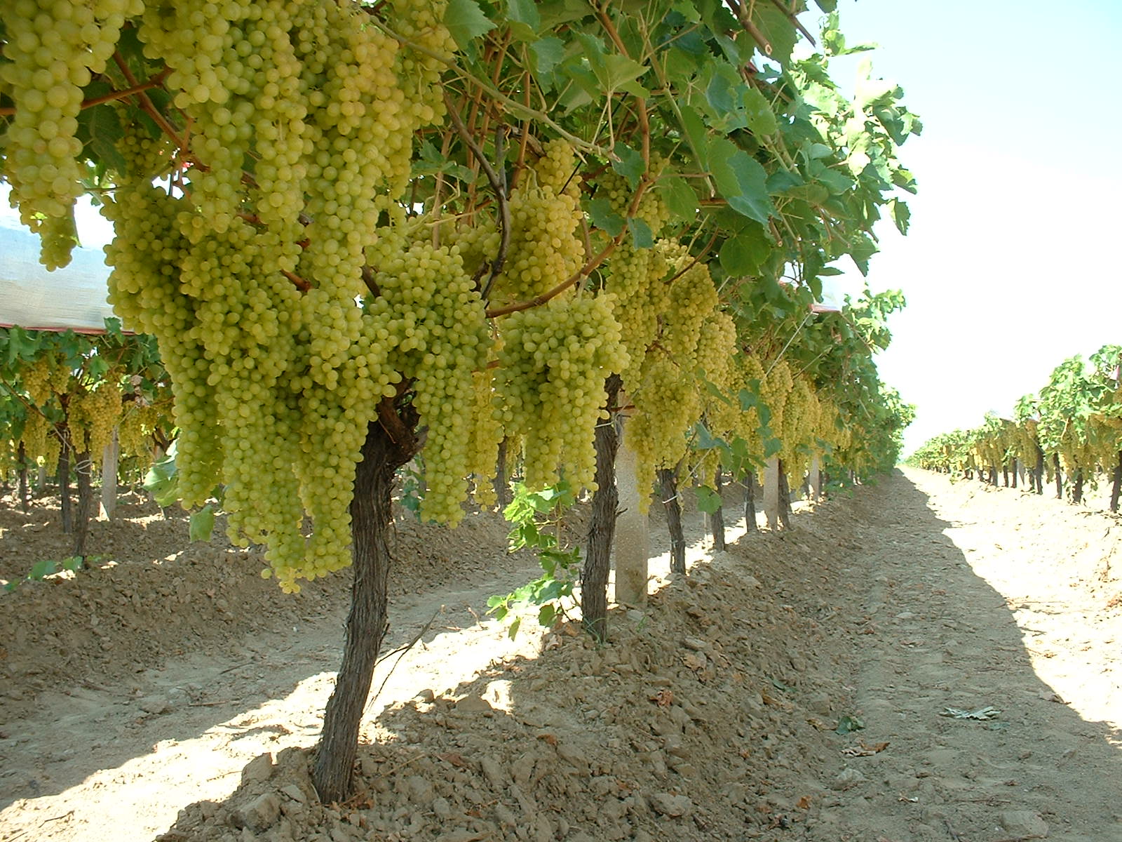 Üzüm bağı.