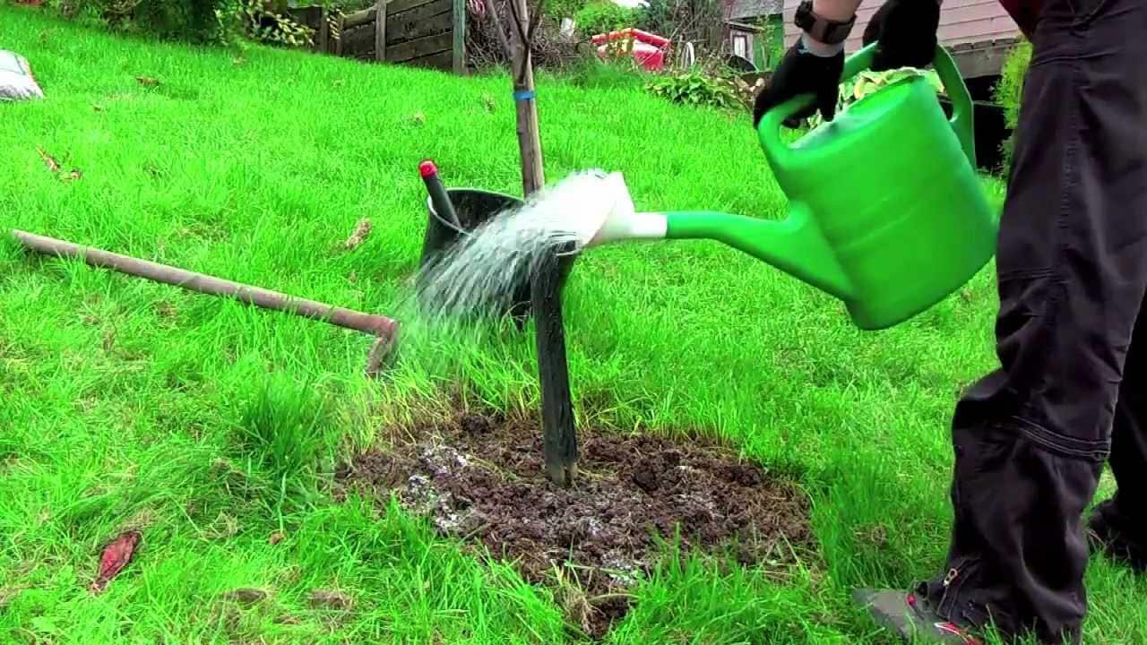Meyve ağacına temsili gübre uygulaması.
