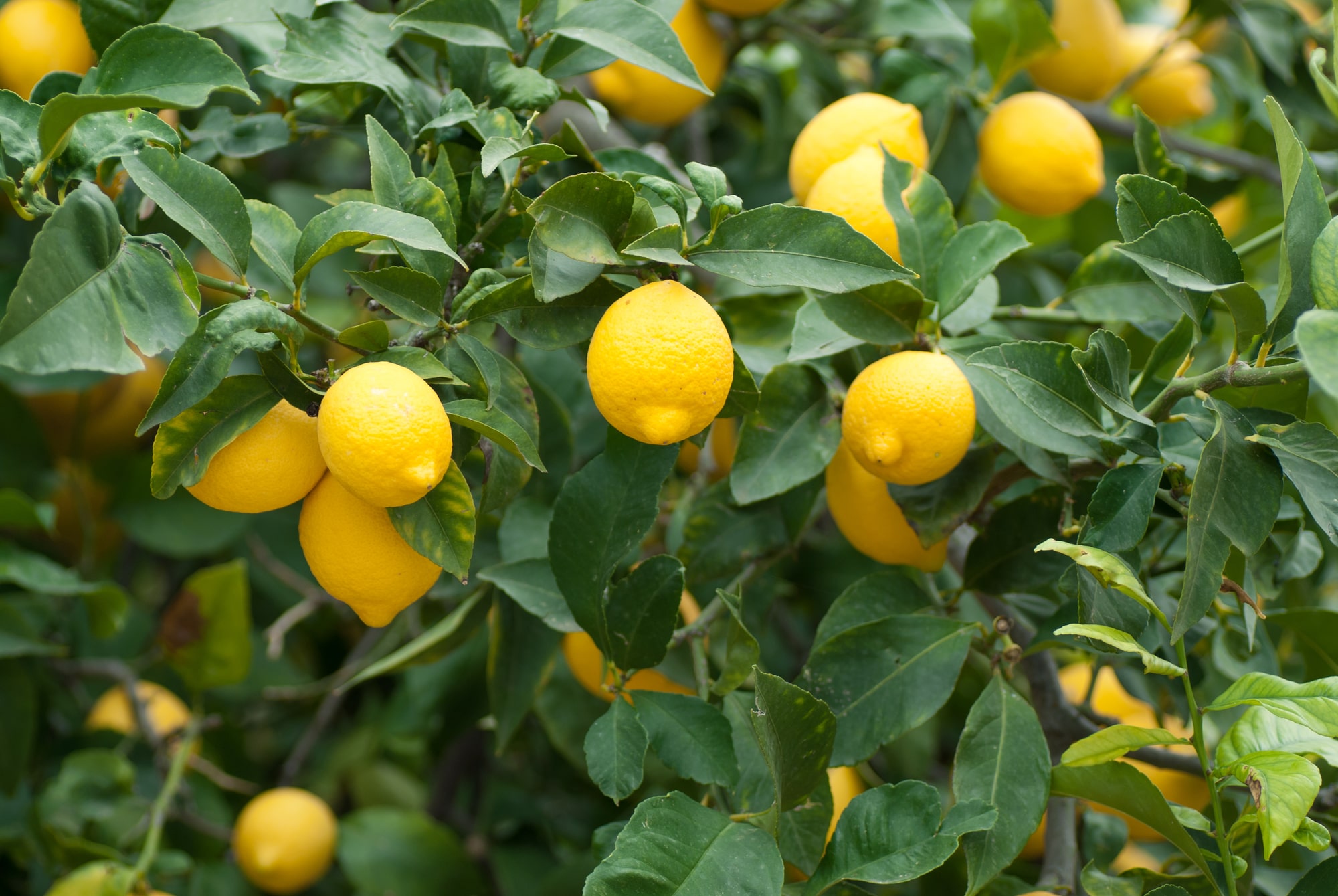 Doğru gübrelemeyle yetişen limonlar.