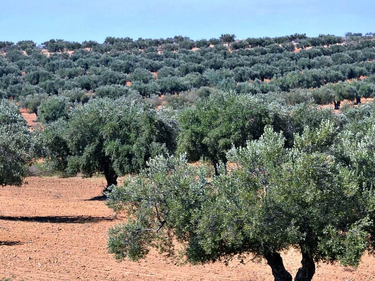 Zeytin ağaçları.