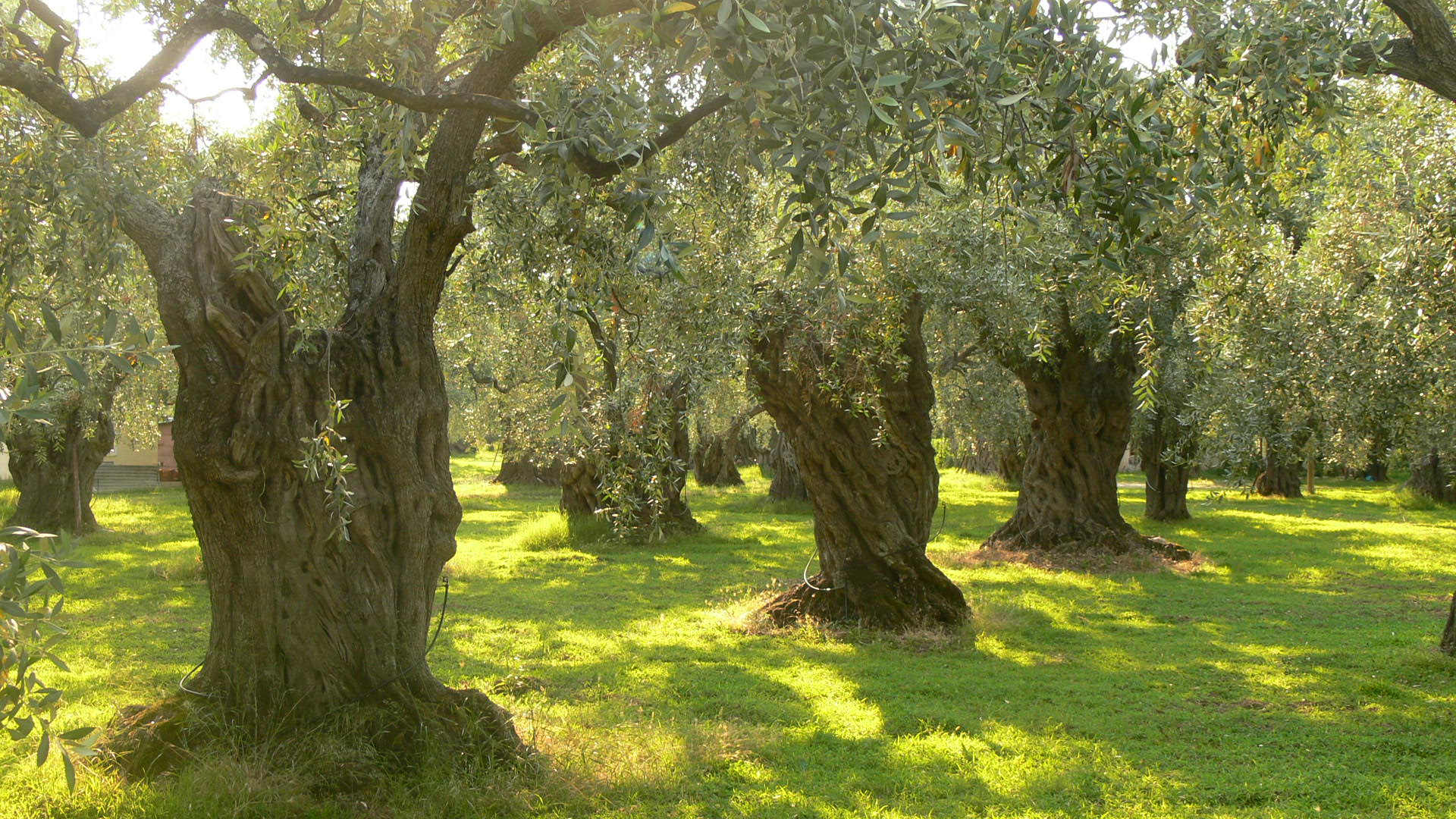 Zeytin ağaçları.