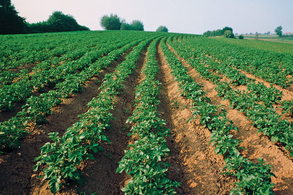 Patates tarlası.