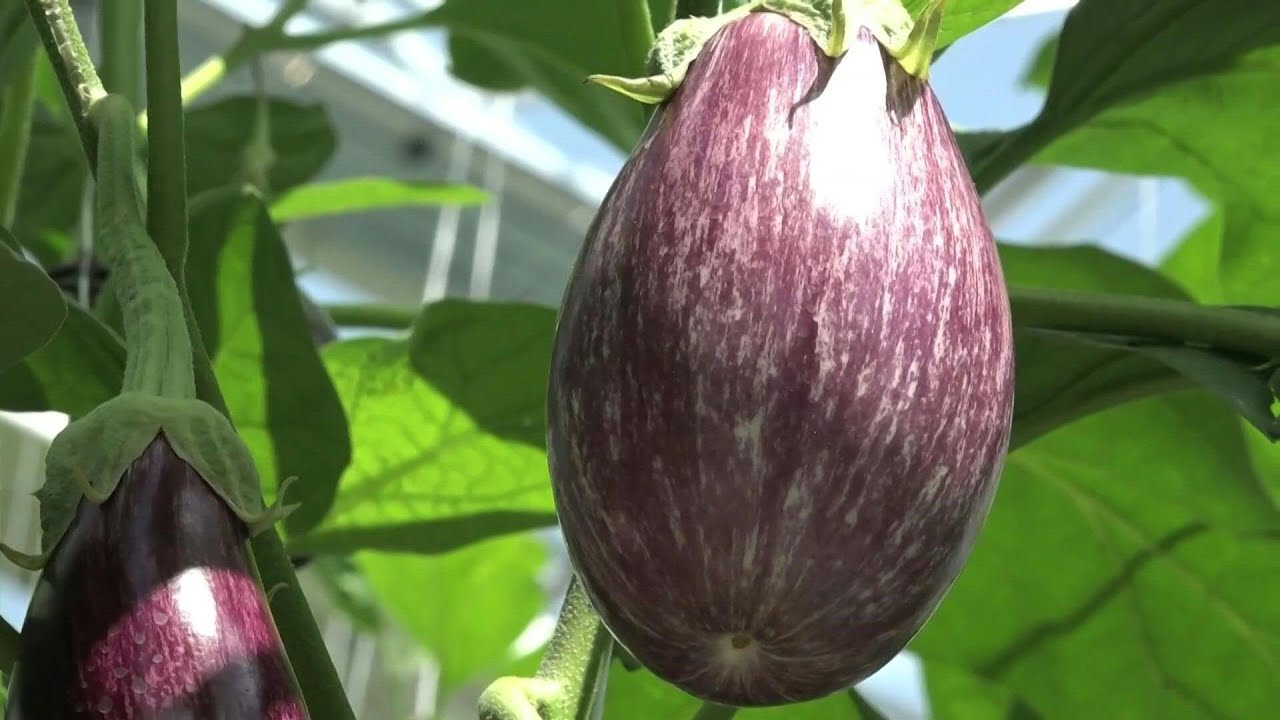 Asma çatı katında yetiştirilen patlıcan.