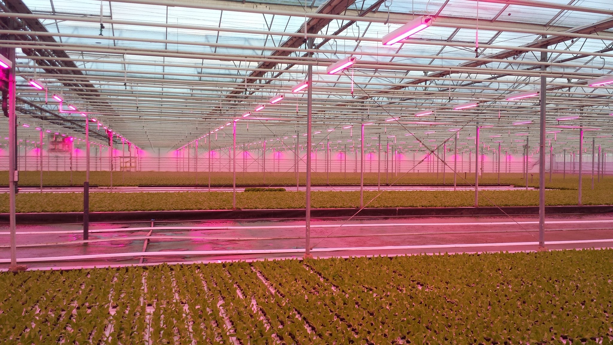 Led kullanılan bir sera.