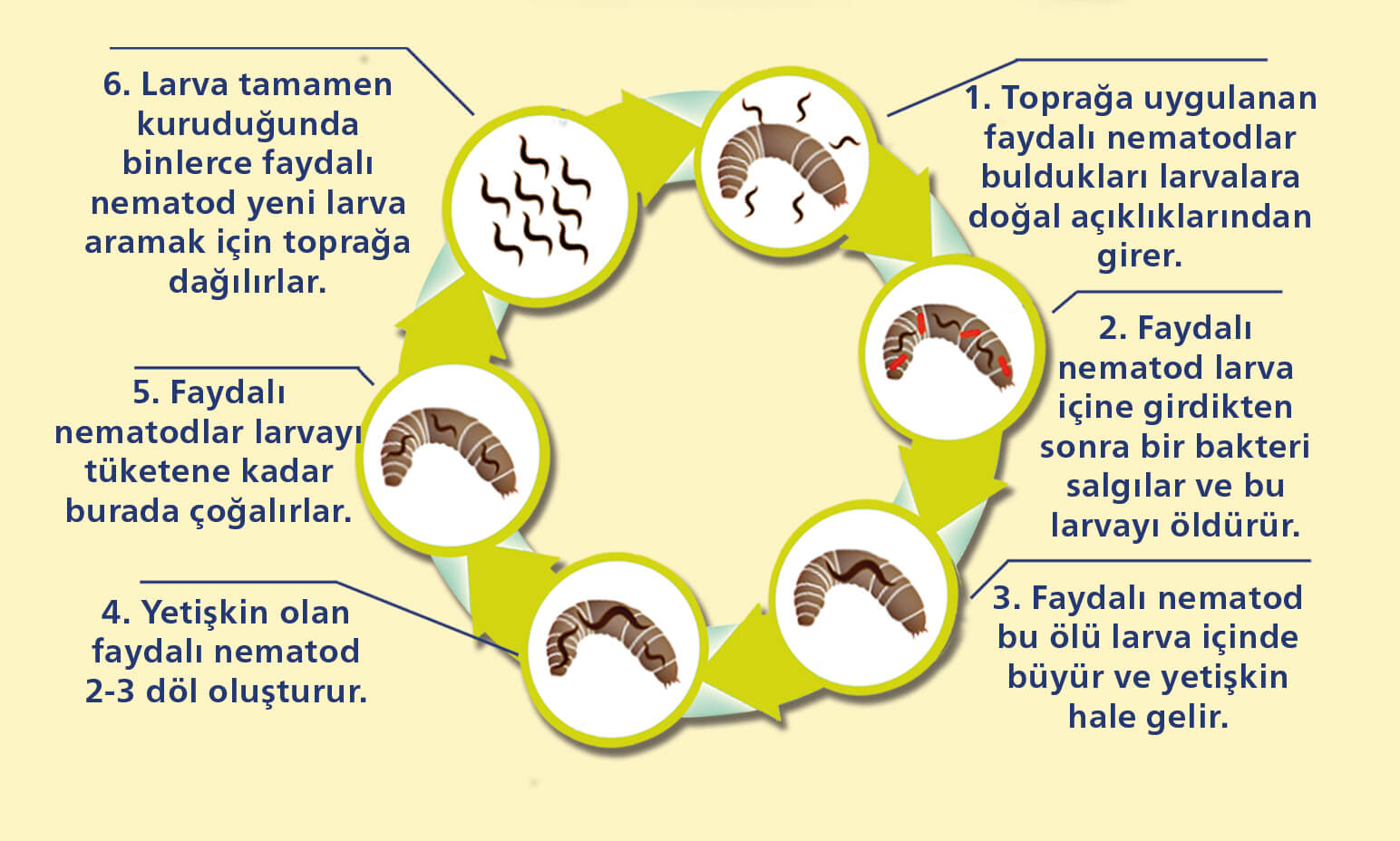 CAPSANEM'in Çalışma Prensibini Gösteren Diagram