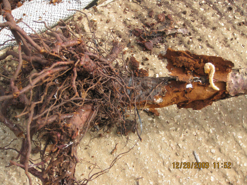 Capnodis'in Bitkideki Zararı