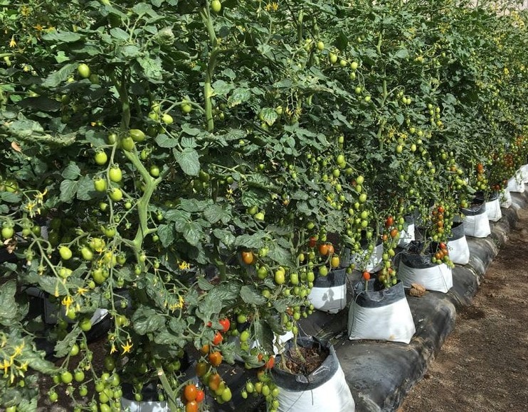 ToBRFV dirençli plum kiraz domatesler