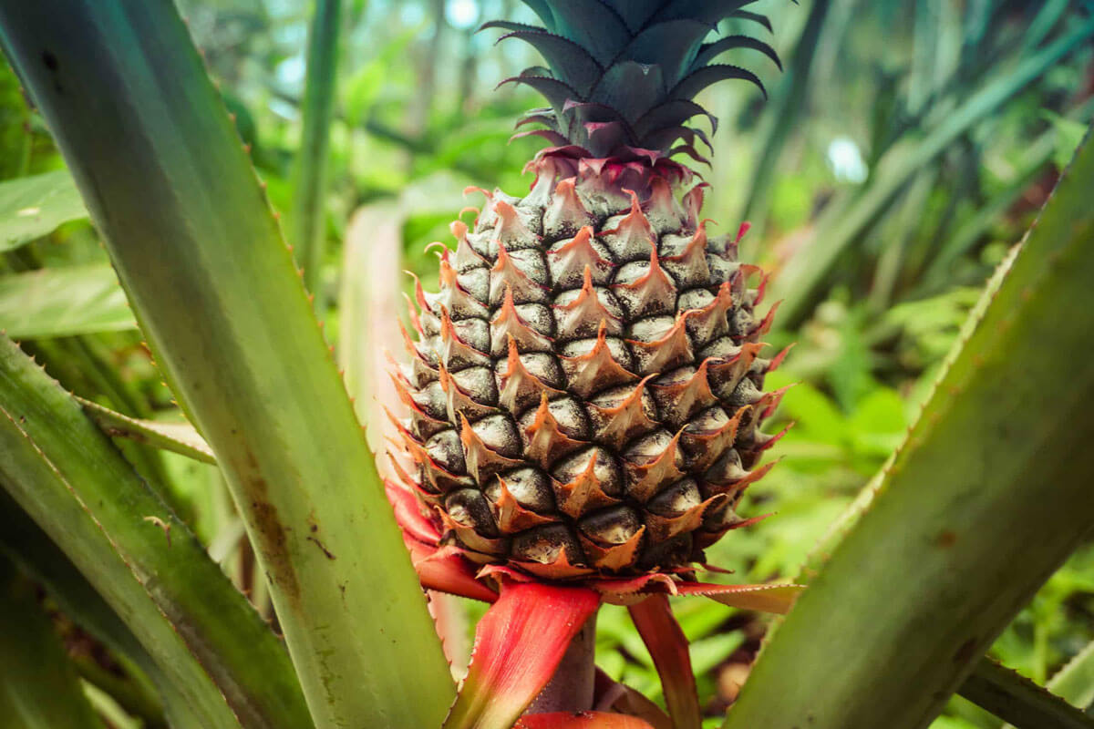 Ananas bitkisinin çiçeği, meyvesi ve yaprakları.