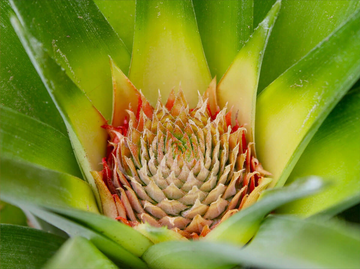 Ananas bitkisinin çiçeği.