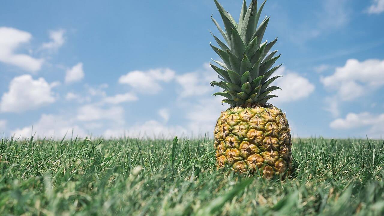 Queen Ananas çeşidi.