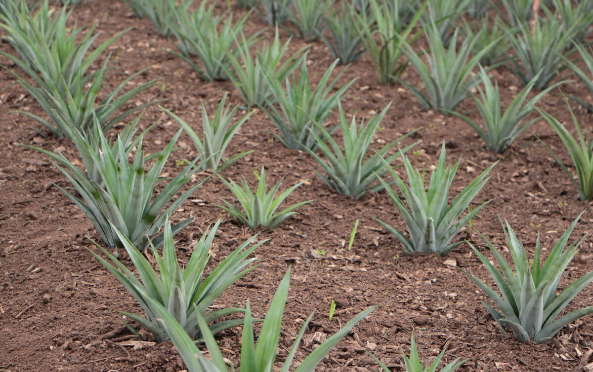 Dikimi yapılmış ananas fideleri.