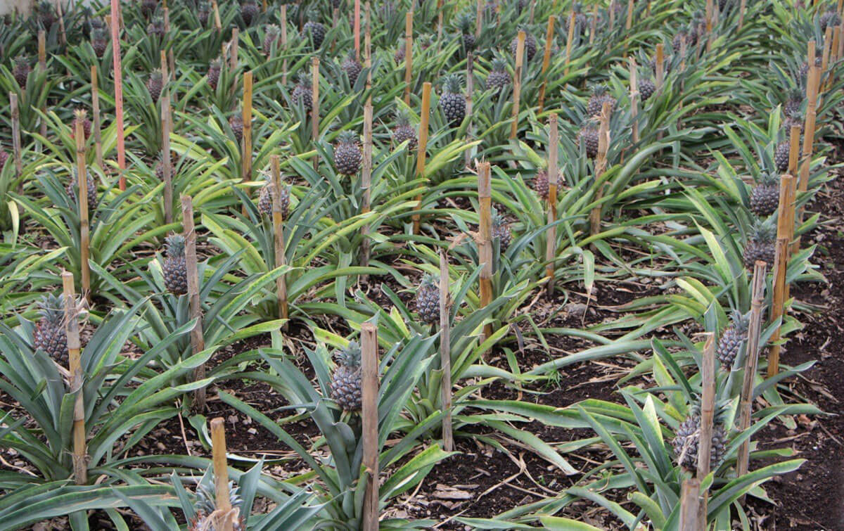 Askıya alınmış ananas bitkisi.
