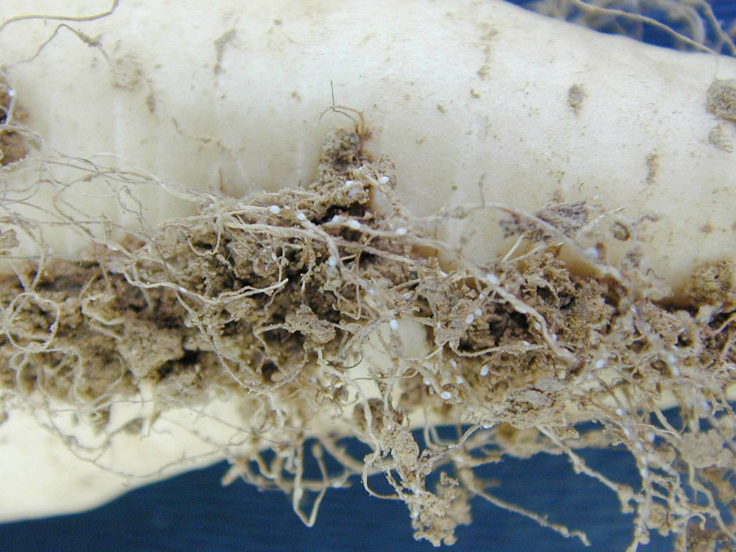 Şeker pancarı kist nematodu