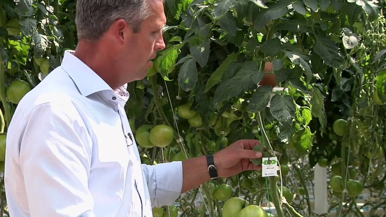 Serada biyolojik mücadele