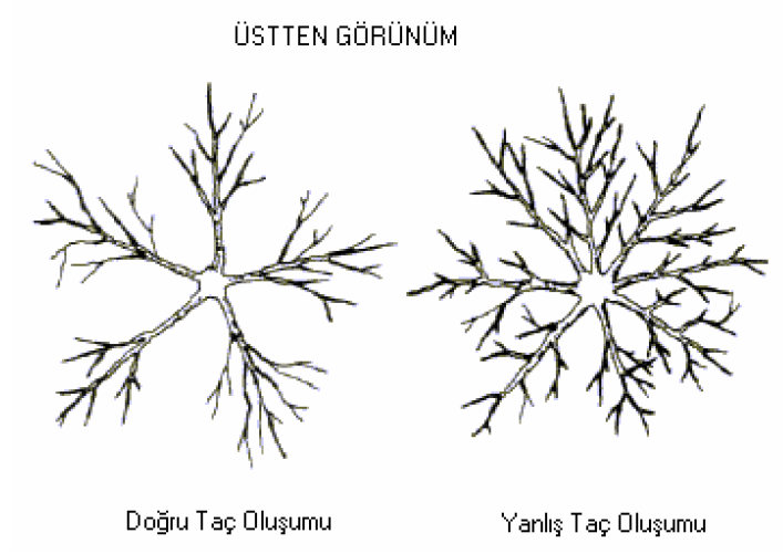 Taç oluşumu