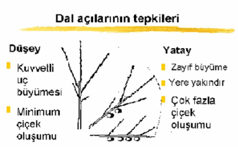 Dal açılarının tepkileri