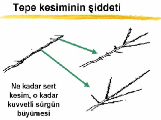 Tepe kesiminin şiddeti