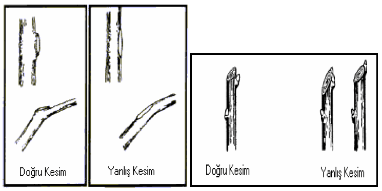 Seyreltme ve göz üzerinden kesim