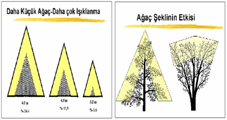 Ağaçlar şekillerinin ışıklanmaya etkisi