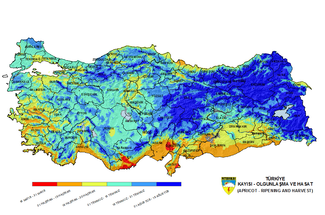 Türkiye'de bölgelere göre kayısı olgunlaşma ve hasat zamanları