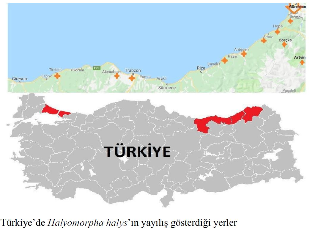 Kahverengi kokarca böceğinin yayılım gösterdiği bölgeler