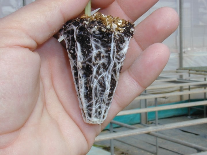 Root sistem ile üretilen fide