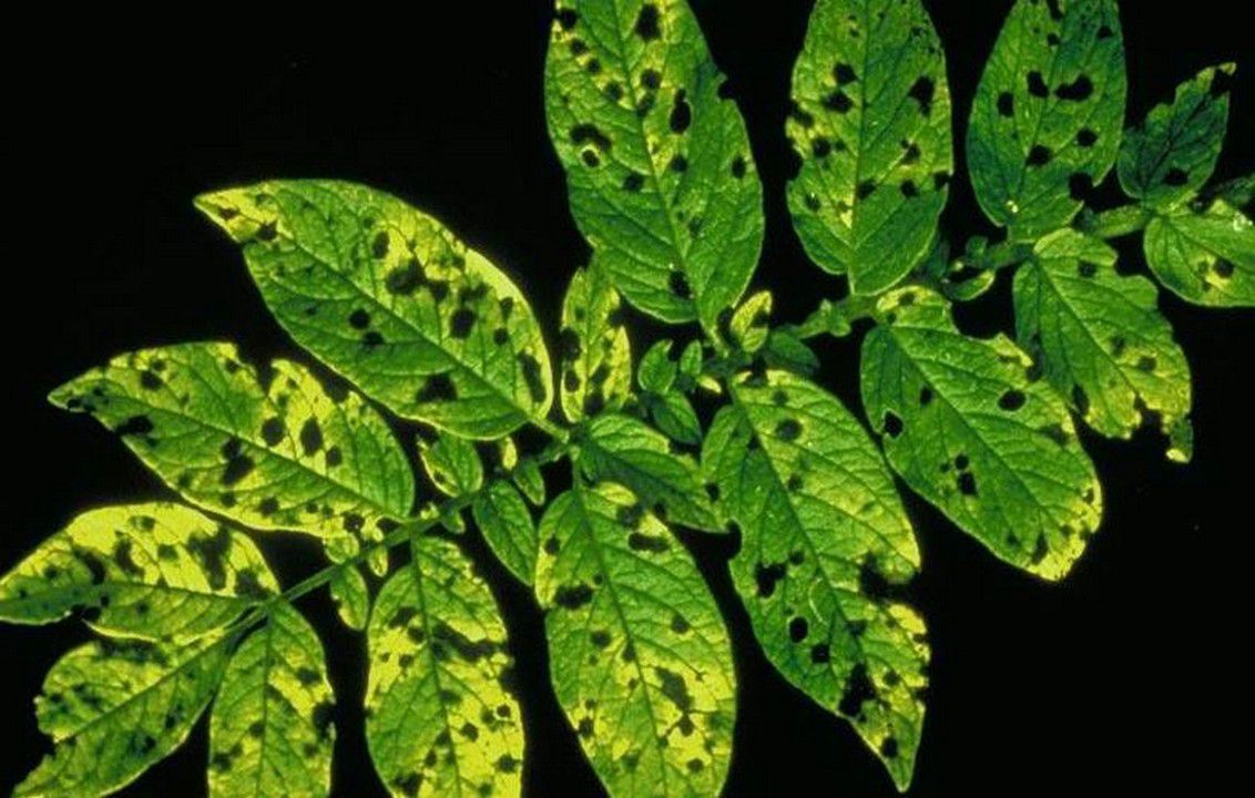 Septoria leke hastalığının yapraktaki belirtisi