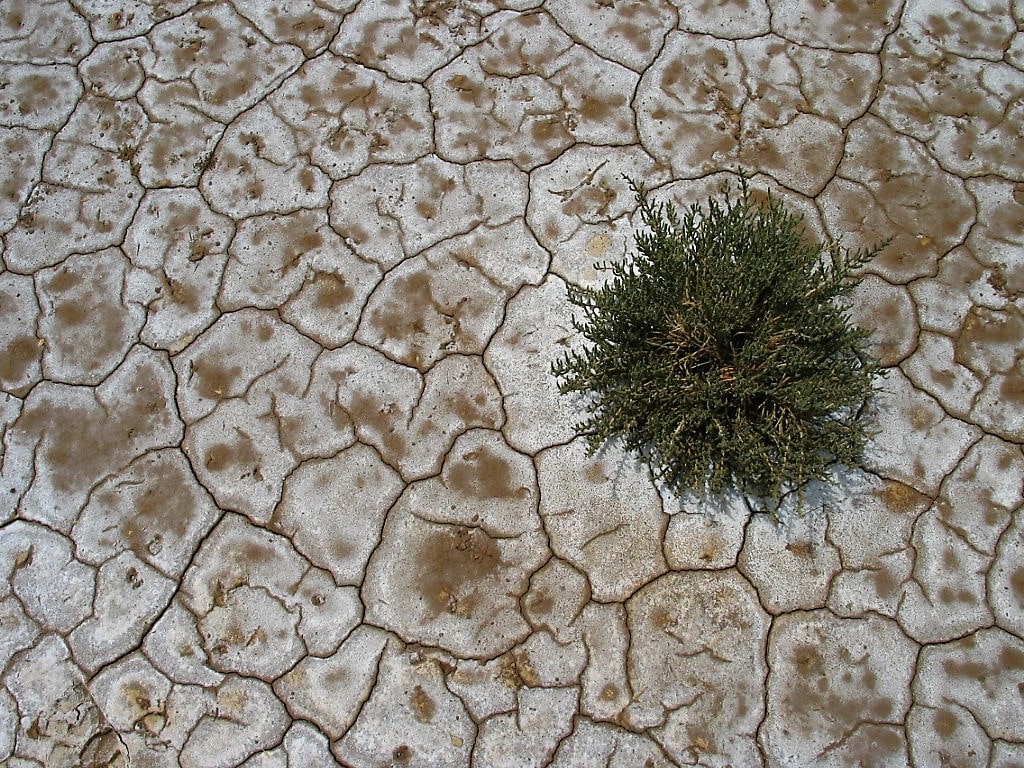Tuzlu toprak