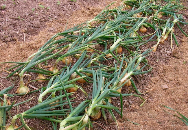 Hasat zamanı