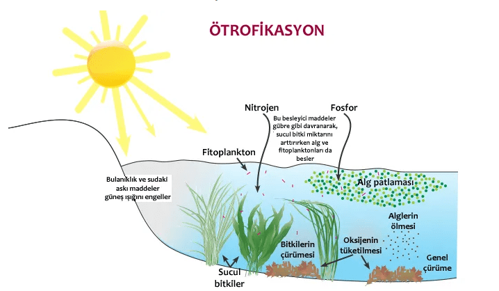 Ötrofikasyon