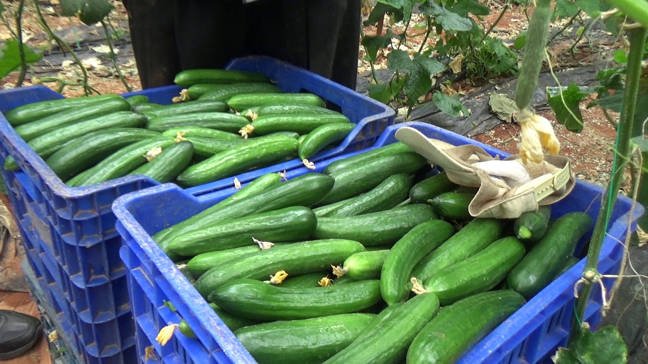 Hasat edilmiş hıyarlar