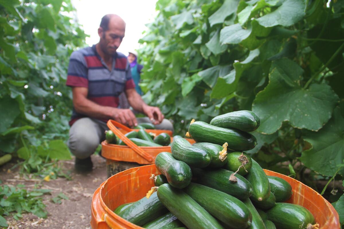 Yeni hasat edilmiş hıyarlar