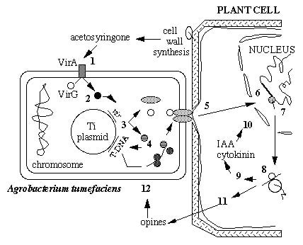 Agrobacterium tumefaciens T-DNA Ti plasmidinin Bitki Genomuna Transferi
