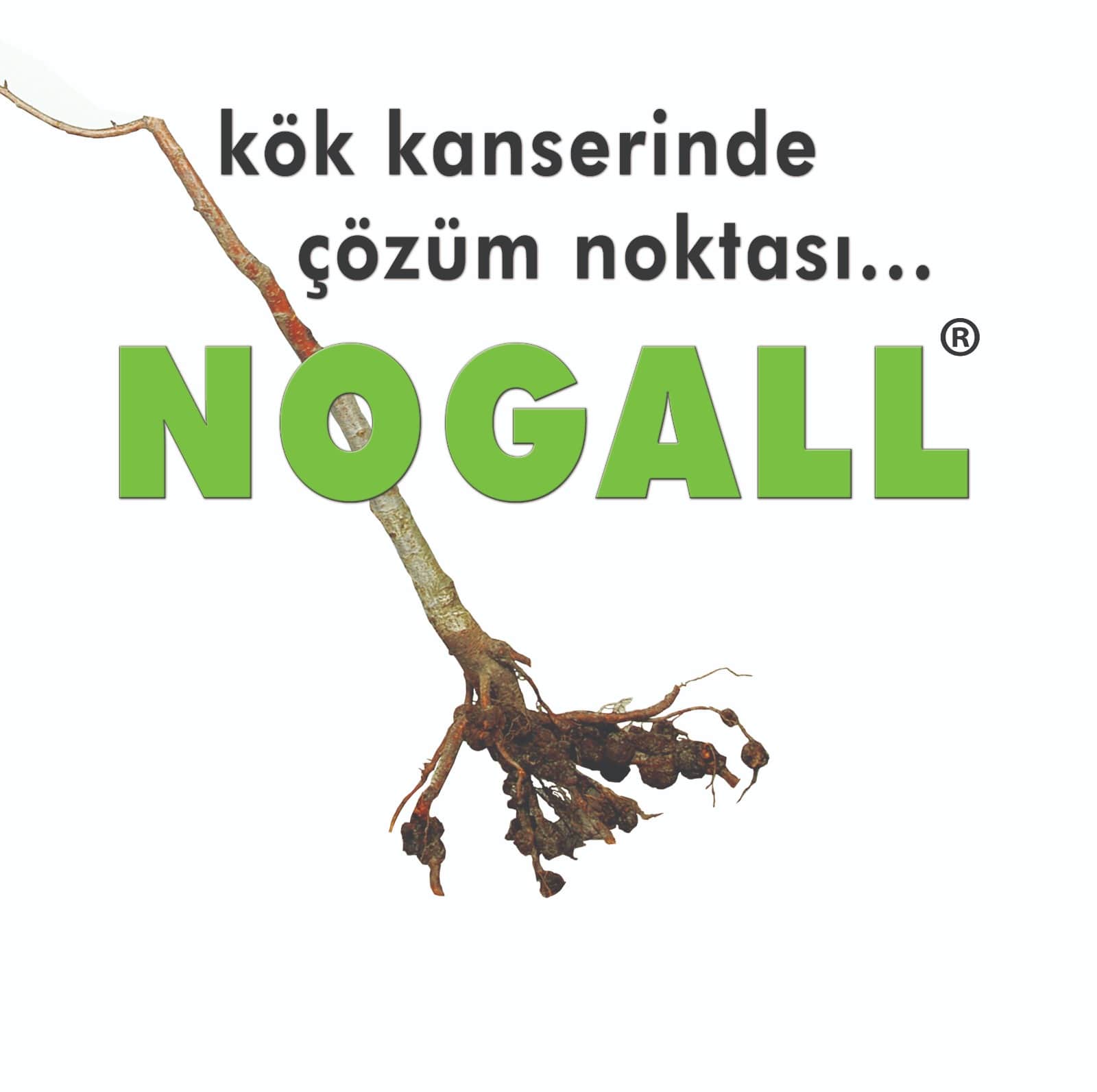 Nogall görseli
