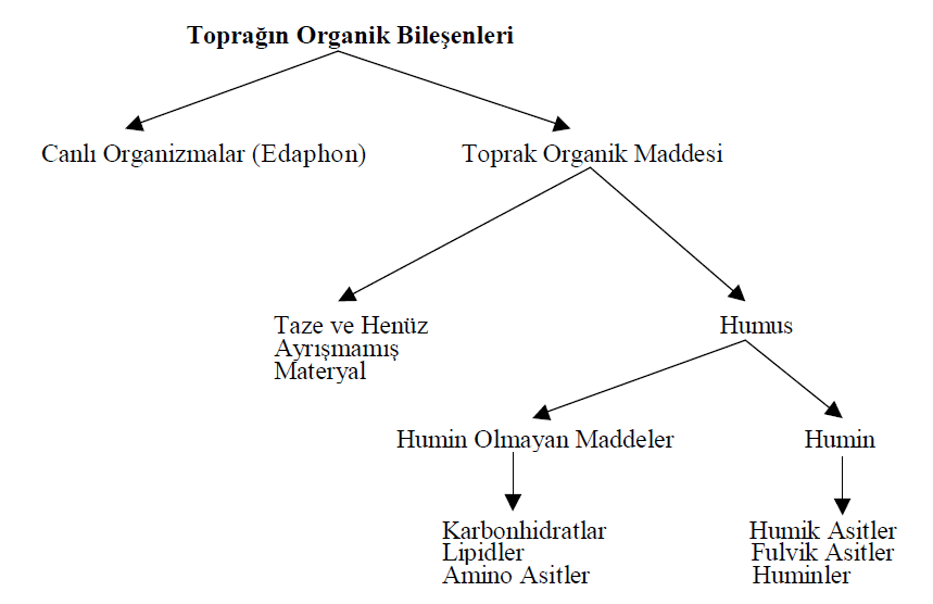 Toprağın organik bileşenleri