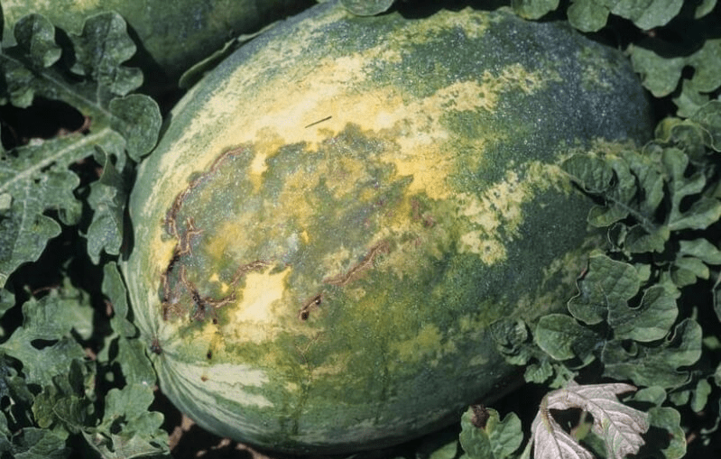 Hastalığın karpuzdaki hasarı