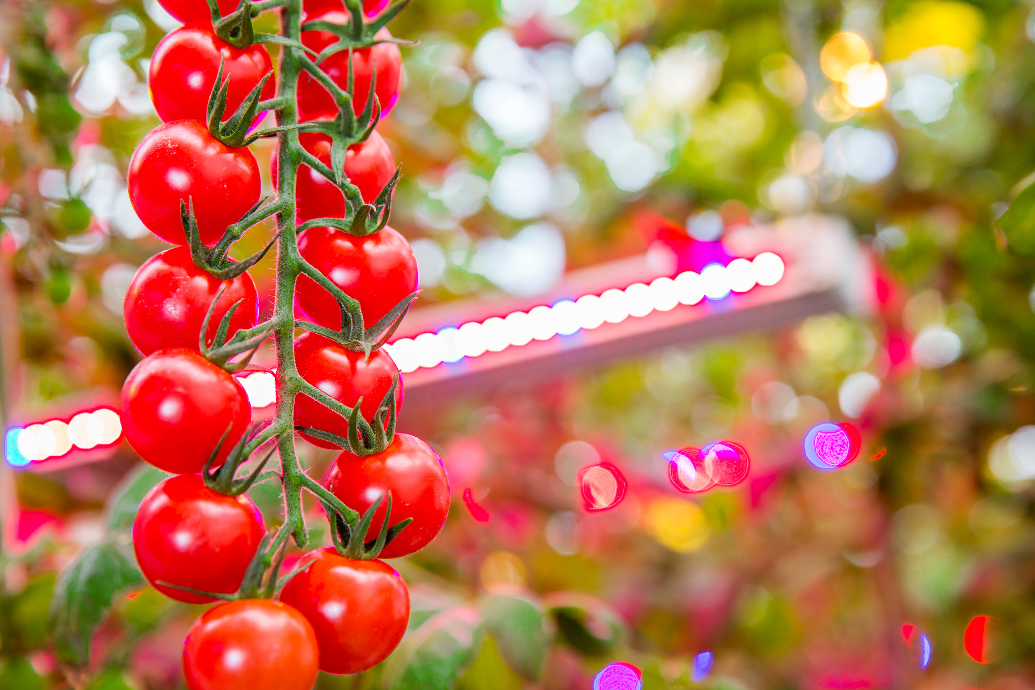 Led aydınlatma ile üretilen domatesler