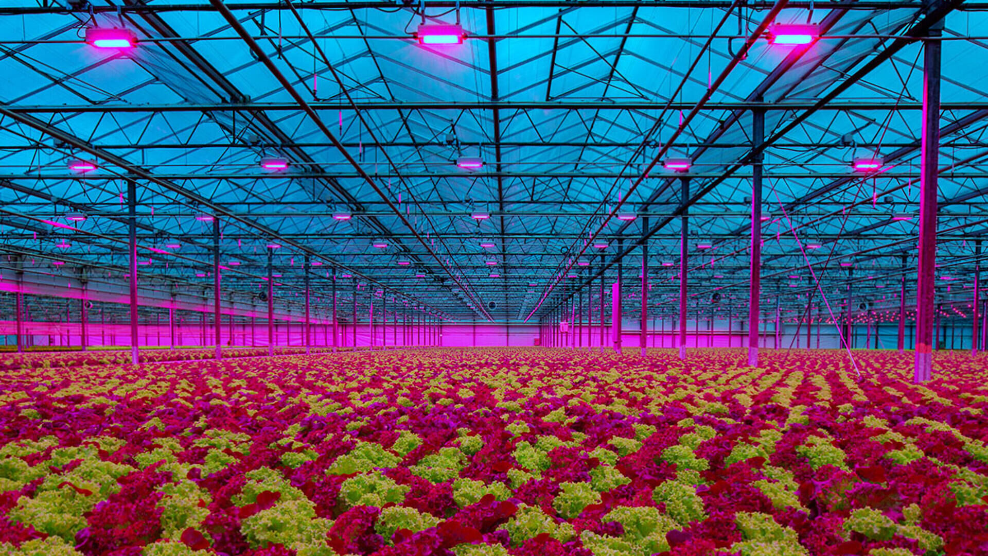 Led aydınlatma kullanılan bir sera