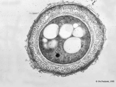 Azotobacter