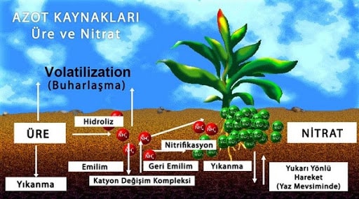 Azot kaynakları, üre ve nitrat