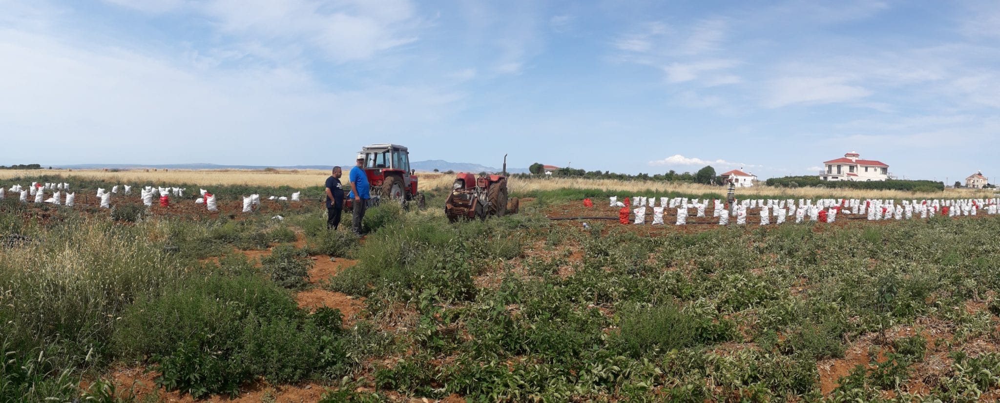 KKTC'de patates hasatı