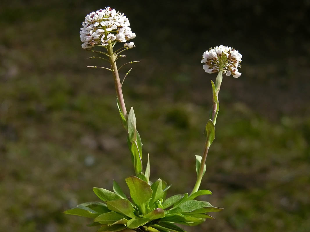 Thlaspi caerulescens
