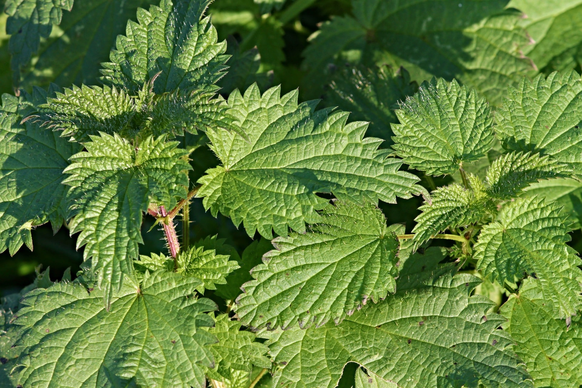 Urtica dioica L (Isırgan otu)