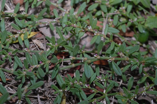 Polygonum sachalase